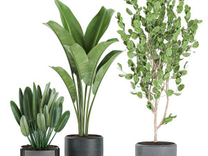 decorative plants in pots for the interior 550 3D Model