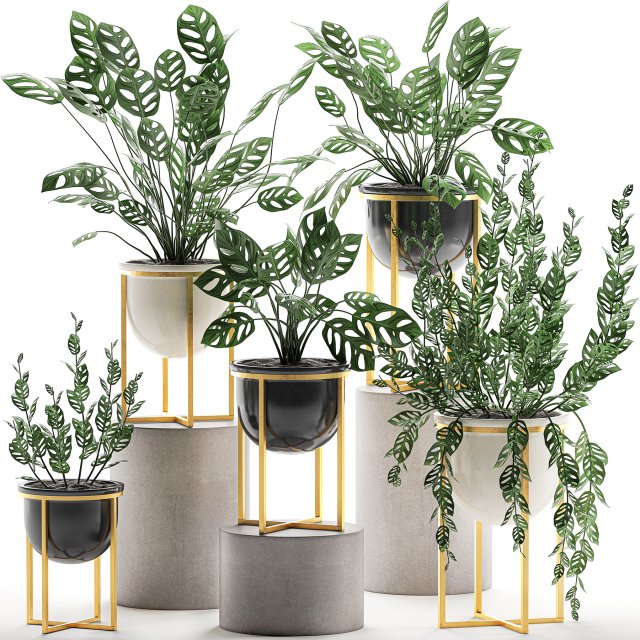 decorative plants in pots for the interior 551 3D 模型 .c4d .max .obj .3ds .fbx .stl .blend 