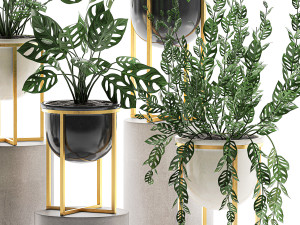 decorative plants in pots for the interior 551 3D 模型