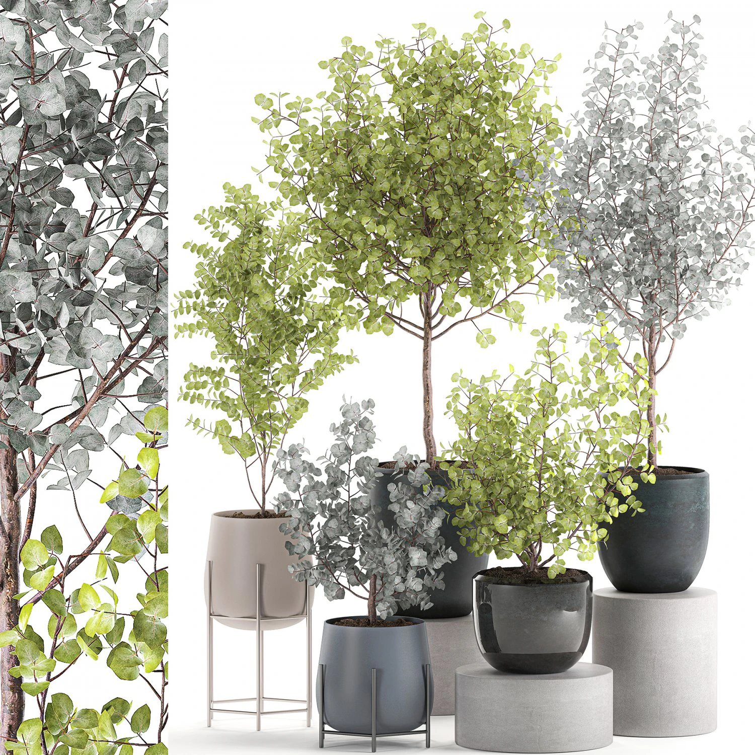 eucalyptus trees in a flowerpot for interior design 551 3D Model .c4d .max .obj .3ds .fbx .stl .blend 