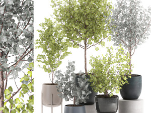 eucalyptus trees in a flowerpot for interior design 551 3D Model