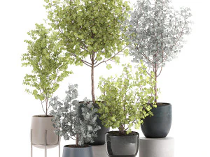 eucalyptus trees in a flowerpot for interior design 551 3D Model