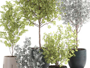 eucalyptus trees in a flowerpot for interior design 551 3D Model