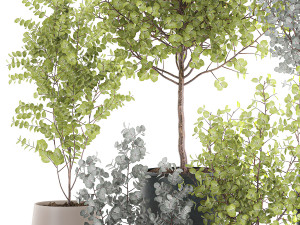 eucalyptus trees in a flowerpot for interior design 551 3D Модель