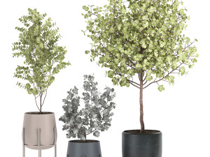 eucalyptus trees in a flowerpot for interior design 551 3D Модель