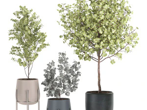 eucalyptus trees in a flowerpot for interior design 551 3D Model