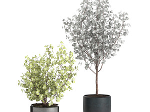 eucalyptus trees in a flowerpot for interior design 551 3D Модель