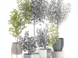 eucalyptus trees in a flowerpot for interior design 551 3D Модель