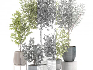 eucalyptus trees in a flowerpot for interior design 551 3D Model