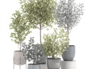 eucalyptus trees in a flowerpot for interior design 551 3D Модель
