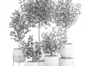 eucalyptus trees in a flowerpot for interior design 551 3D Model
