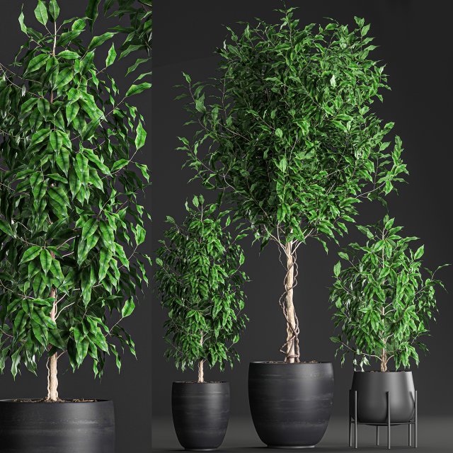ficus benjamina trees in a flowerpot for interior design 553 Modello 3D .c4d .max .obj .3ds .fbx .stl .blend 