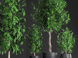 ficus benjamina trees in a flowerpot for interior design 553 3D Model