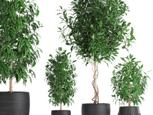 ficus benjamina trees in a flowerpot for interior design 553 Modello 3D