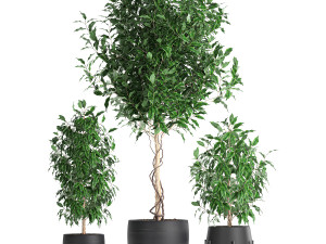 ficus benjamina trees in a flowerpot for interior design 553 Modello 3D