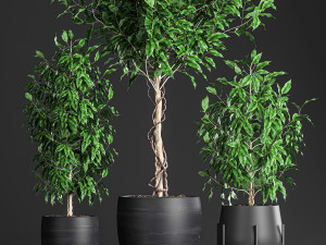 ficus benjamina trees in a flowerpot for interior design 553 Modello 3D
