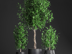 ficus benjamina trees in a flowerpot for interior design 553 Modello 3D