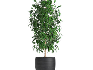 ficus benjamina trees in a flowerpot for interior design 553 Modello 3D