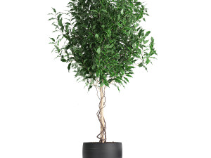 ficus benjamina trees in a flowerpot for interior design 553 Modello 3D