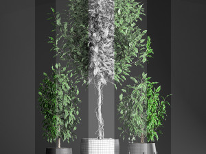 ficus benjamina trees in a flowerpot for interior design 553 Modello 3D