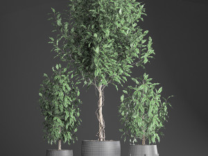 ficus benjamina trees in a flowerpot for interior design 553 Modello 3D