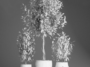 ficus benjamina trees in a flowerpot for interior design 553 Modello 3D