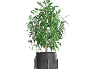 ficus benjamina trees in a flowerpot for interior design 553 Modello 3D