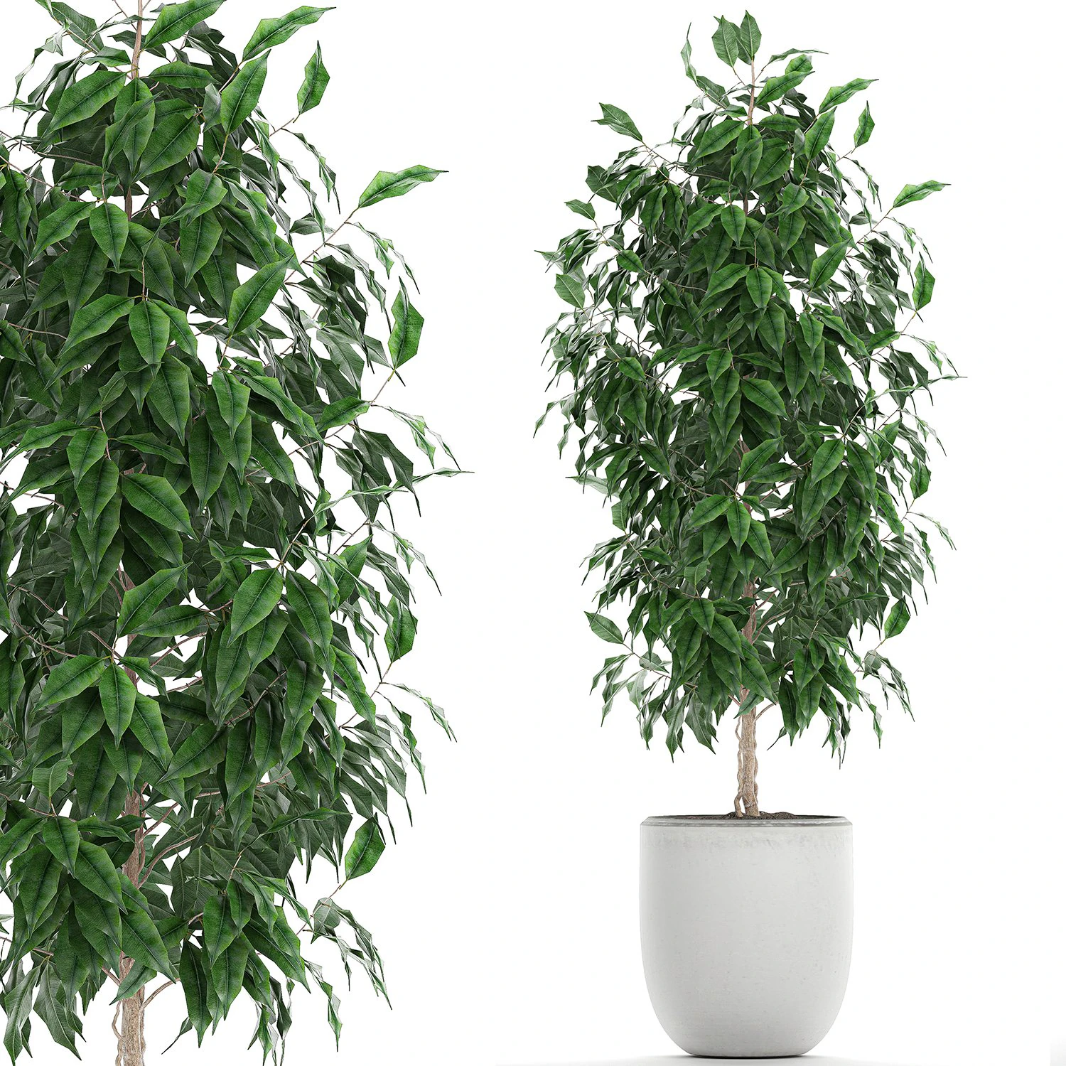 ficus benjamina trees in a flowerpot for interior design 554 3D Model .c4d .max .obj .3ds .fbx .stl .blend