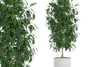 ficus benjamina trees in a flowerpot for interior design 554 3D Model