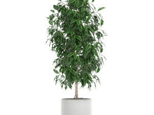 ficus benjamina trees in a flowerpot for interior design 554 3D Model