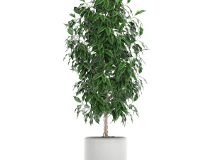 ficus benjamina trees in a flowerpot for interior design 554 3D Model