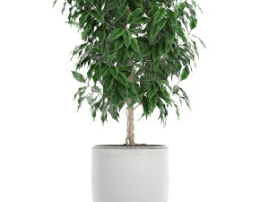 ficus benjamina trees in a flowerpot for interior design 554 3D Model