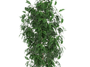 ficus benjamina trees in a flowerpot for interior design 554 3D Model