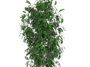 ficus benjamina trees in a flowerpot for interior design 554 3D Model