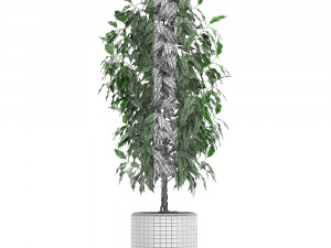 ficus benjamina trees in a flowerpot for interior design 554 3D Model