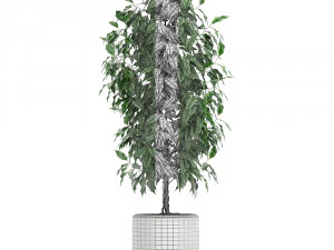 ficus benjamina trees in a flowerpot for interior design 554 3D Model