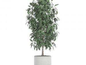 ficus benjamina trees in a flowerpot for interior design 554 3D Model