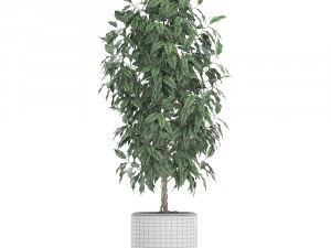 ficus benjamina trees in a flowerpot for interior design 554 3D Model