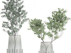 bouquet of eucalyptus branches in a vase 100 3D Model