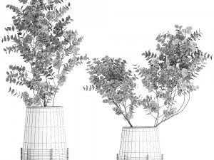 bouquet of eucalyptus branches in a vase 100 3D Model