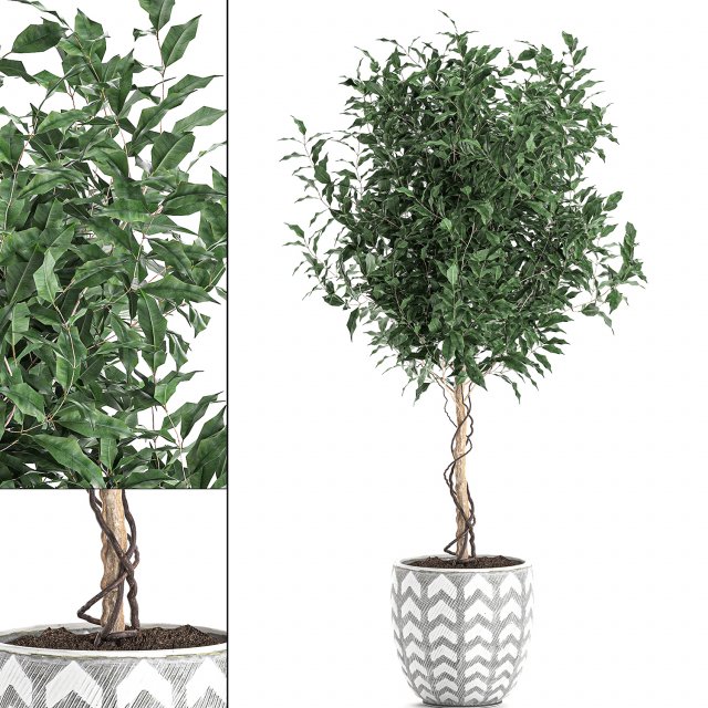 ficus benjamina trees in a flowerpot for interior design 556 3Dモデル .c4d .max .obj .3ds .fbx .stl .blend 