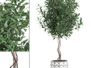 ficus benjamina trees in a flowerpot for interior design 556 3Dモデル