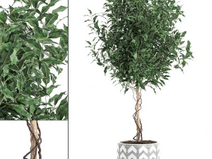 ficus benjamina trees in a flowerpot for interior design 556 3D Model