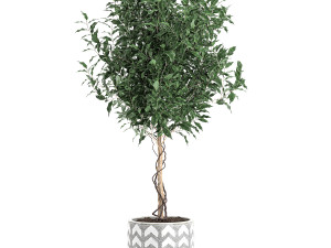 ficus benjamina trees in a flowerpot for interior design 556 3Dモデル