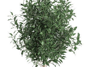 ficus benjamina trees in a flowerpot for interior design 556 3Dモデル