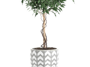 ficus benjamina trees in a flowerpot for interior design 556 3Dモデル