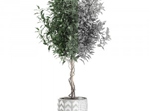 ficus benjamina trees in a flowerpot for interior design 556 3Dモデル