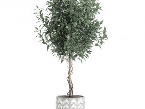 ficus benjamina trees in a flowerpot for interior design 556 3Dモデル