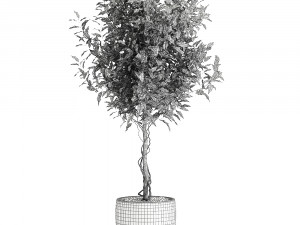 ficus benjamina trees in a flowerpot for interior design 556 3Dモデル