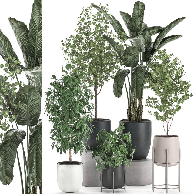 decorative plants for interior decoration in pots 557 3D Model .c4d .max .obj .3ds .fbx .stl .blend 